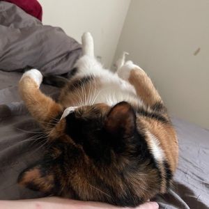 Meet your Posher, Amber